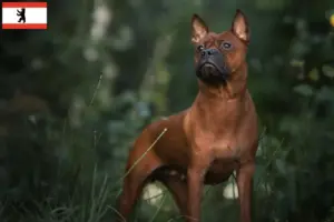 Read more about the article Kinesiske Chongqing hundeopdrættere og hvalpe i Brandenburg