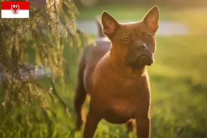 Read more about the article Kinesiske Chongqing hundeopdrættere og hvalpe i Brandenburg