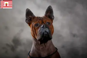 Read more about the article Kinesisk Chongqing hundeopdrætter og hvalpe i Hamborg
