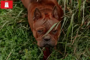 Read more about the article Kinesiske Chongqing hundeopdrættere og hvalpe i Hessen