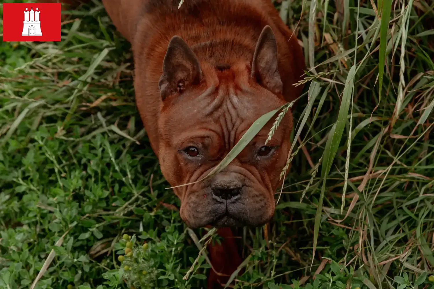 Read more about the article Kinesiske Chongqing hundeopdrættere og hvalpe i Hessen