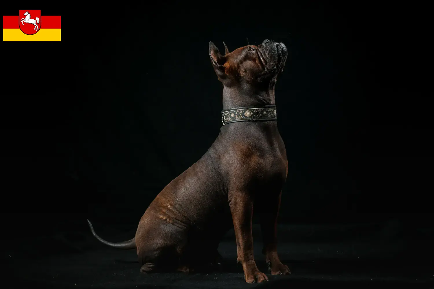 Read more about the article Kinesiske Chongqing hundeopdrættere og hvalpe i Nordrhein-Westfalen