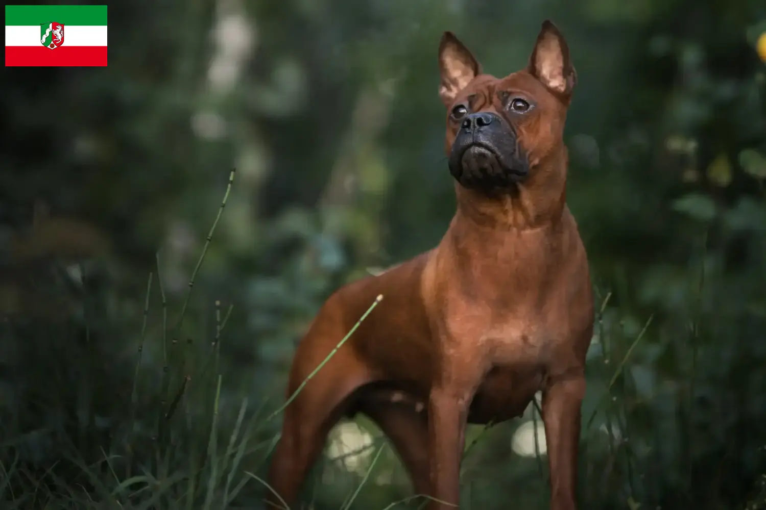 Read more about the article Kinesiske Chongqing hundeopdrættere og hvalpe i Rheinland-Pfalz