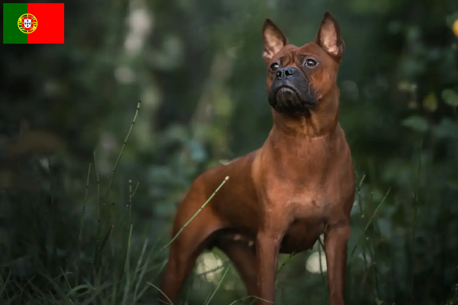 Read more about the article Kinesisk Chongqing-hundeopdrætter
