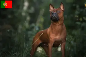 Read more about the article Opdrættere af kinesiske chongqing-hunde og hvalpe i Portugal
