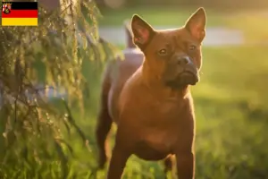 Read more about the article Kinesiske Chongqing hundeopdrættere og hvalpe i Rheinland-Pfalz
