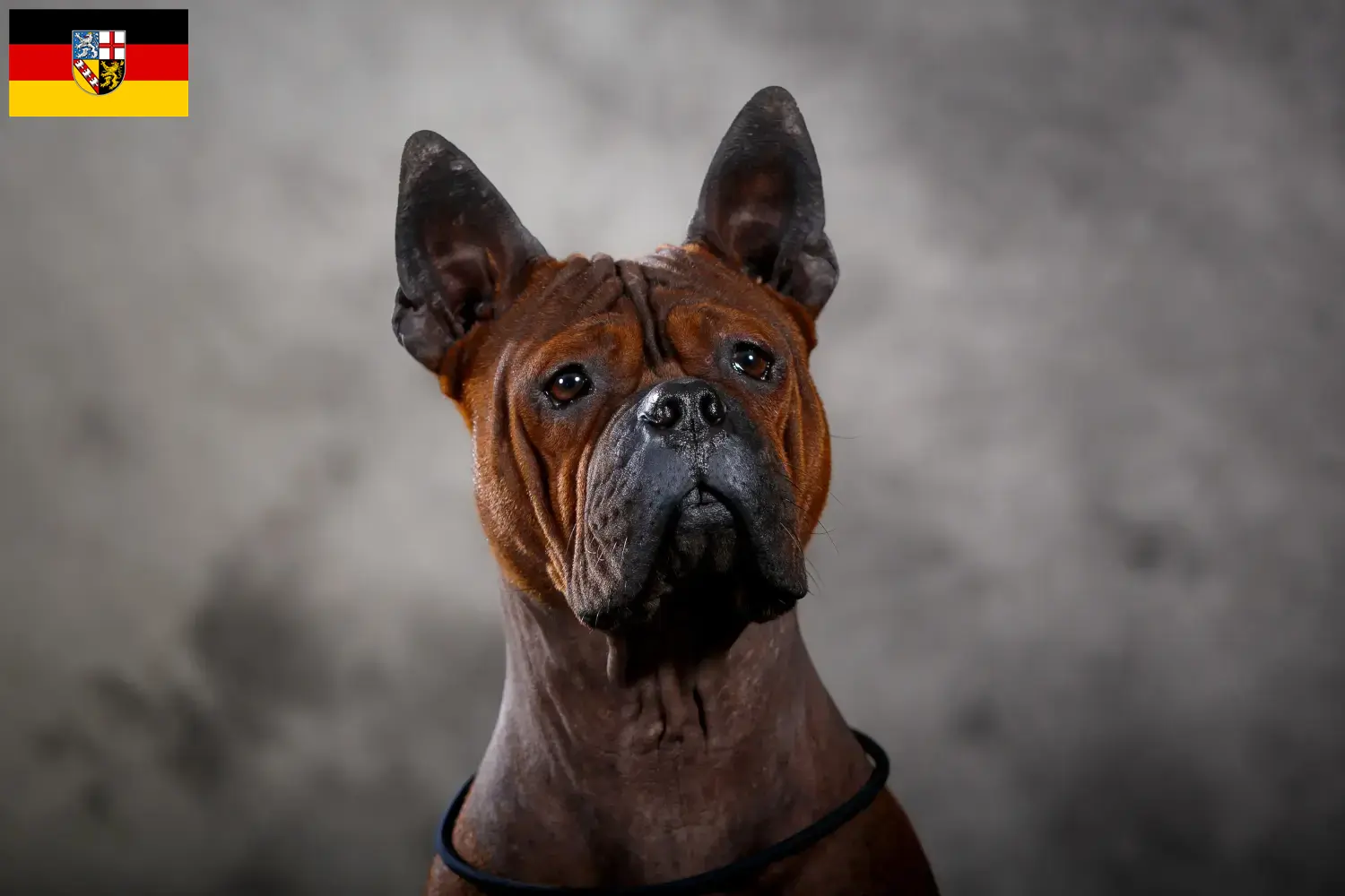 Read more about the article Kinesiske Chongqing hundeopdrættere og hvalpe i Sachsen
