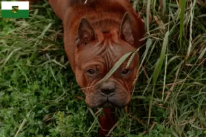 Read more about the article Kinesiske Chongqing hundeopdrættere og hvalpe i Sachsen