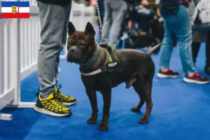 Read more about the article Kinesisk Chongqing hundeopdrætter og hvalpe i Thüringen