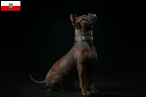 Read more about the article Kinesisk Chongqing hundeopdrætter og hvalpe i Thüringen