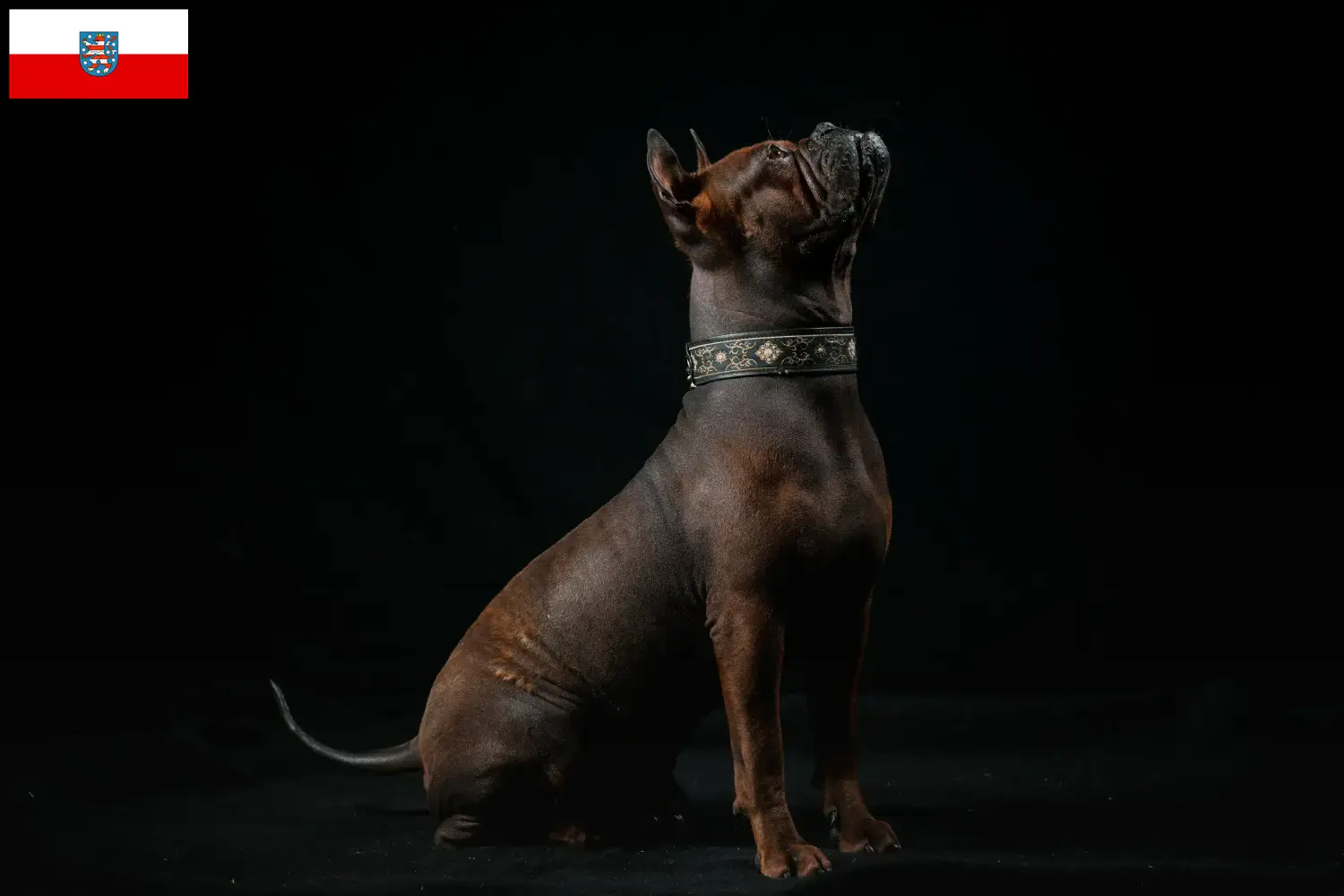 Read more about the article Kinesisk Chongqing hundeopdrætter og hvalpe i Thüringen