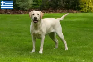Read more about the article Labradoropdrættere og hvalpe i Grækenland