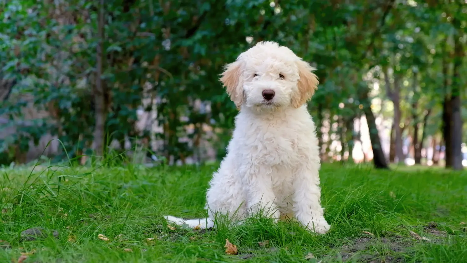 At købe en Lagotto Romagnolo-hvalp betyder at tage ansvar! Køb Lagotto Romagnolo hvalpe.