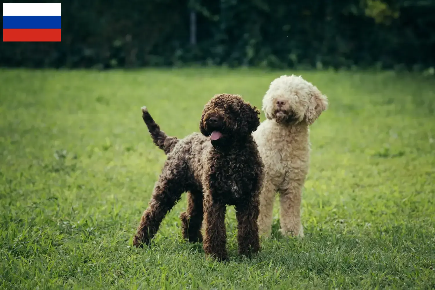 Read more about the article Lagotto Romagnolo opdrættere og hvalpe i Rusland