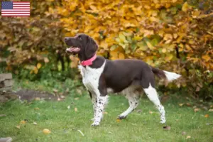 Read more about the article Lille Münsterländer-opdrætter og hvalpe i USA