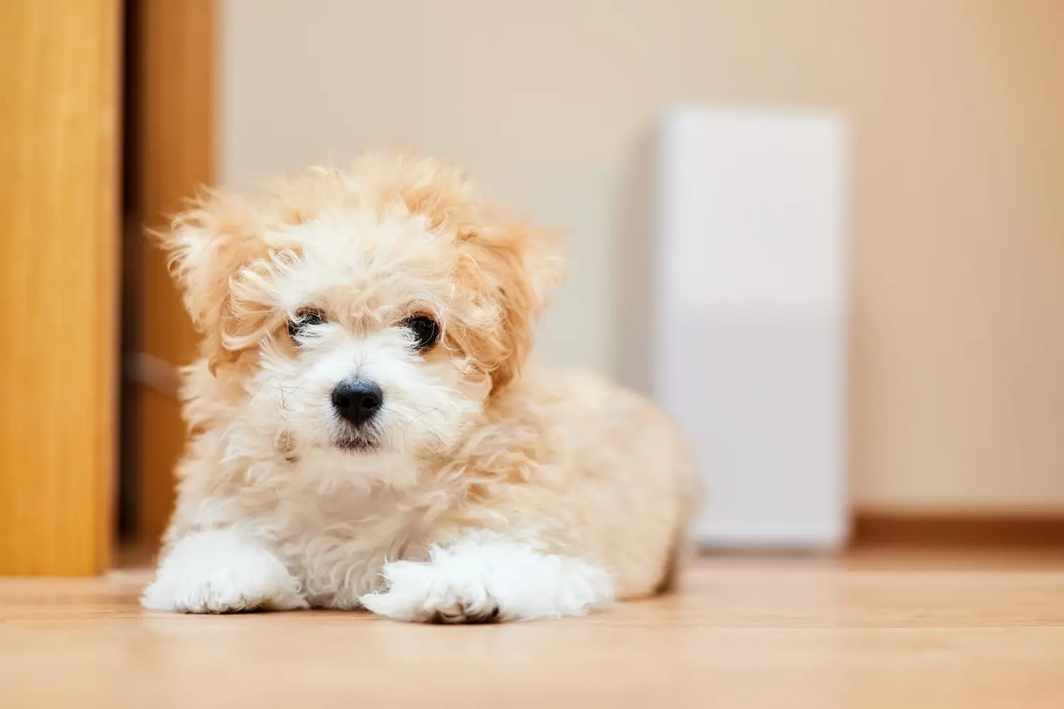 At købe en Maltipoo-hvalp betyder at tage ansvar! Køb Maltipoo-hvalpe.
