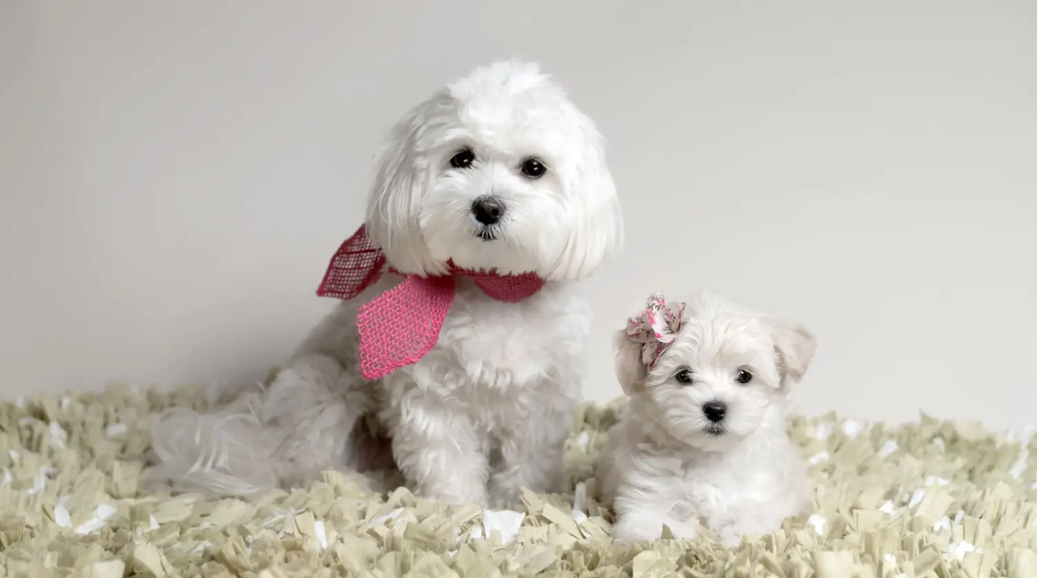 At købe en Maltipoo-hvalp betyder at tage ansvar! Køb Maltipoo-hvalpe.