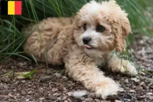 Read more about the article Maltipoo-opdrættere og hvalpe i Belgien