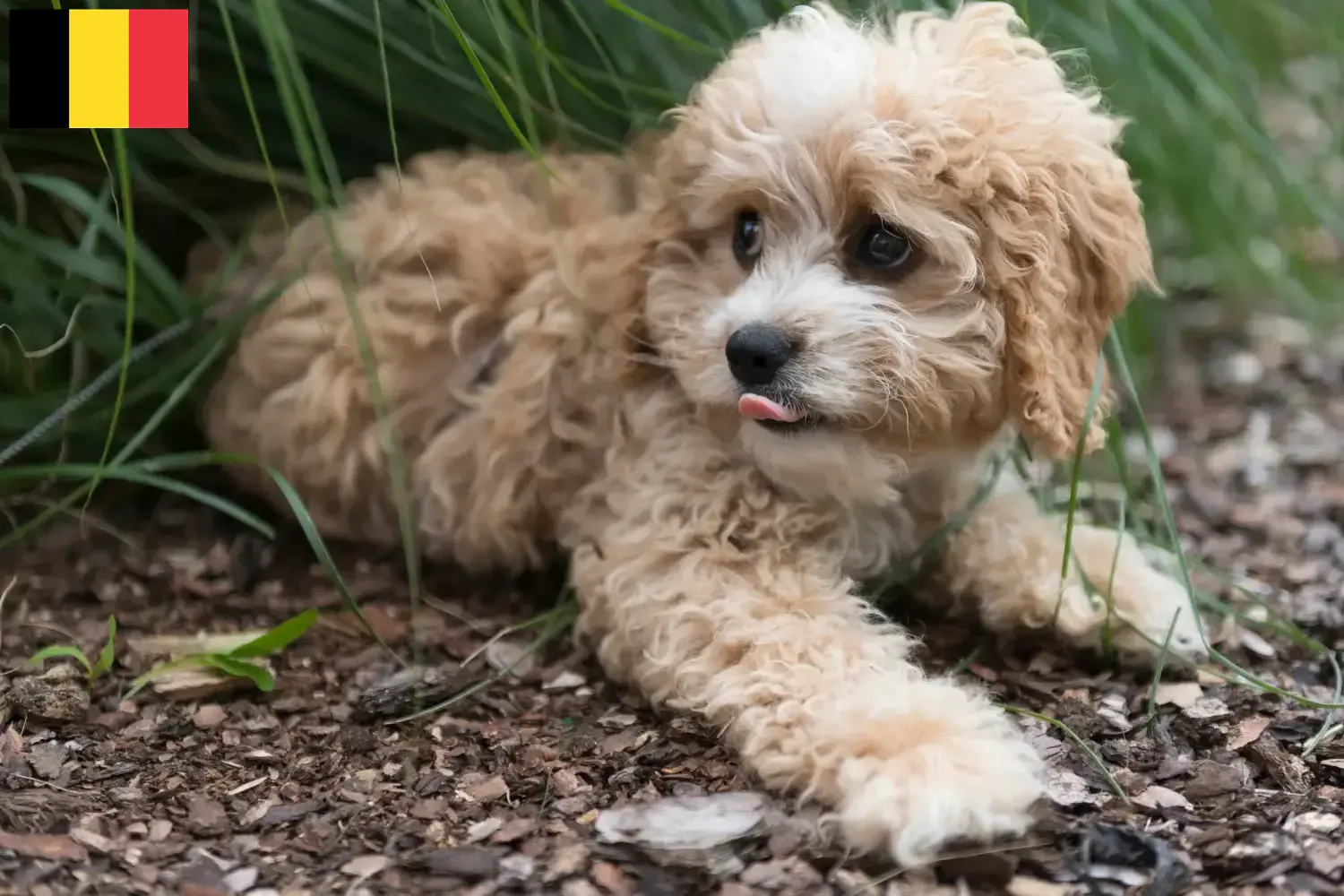Maltipoo-hvalpe og opdrættere Belgien Find maltipoo-opdrættere i Belgien her.