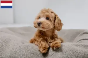 Read more about the article Maltipoo-opdrættere og hvalpe i Holland