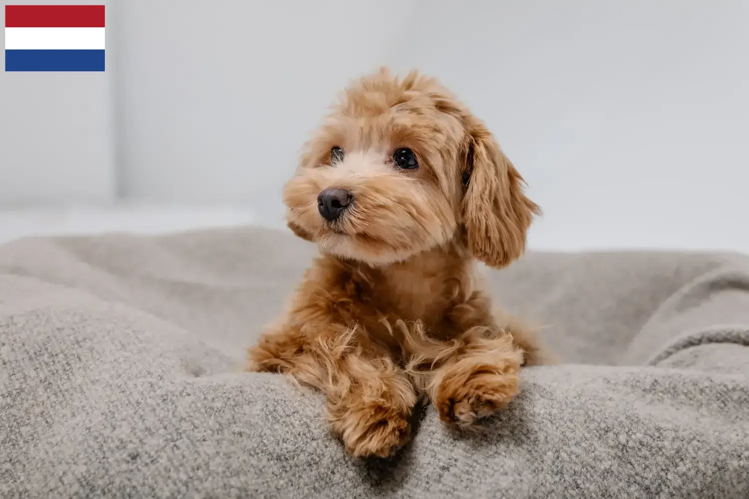 Maltipoo-hvalpe og opdrættere Holland Her kan du finde maltipoo-opdrættere i Holland.