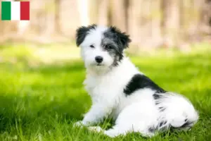 Read more about the article Maltipoo-opdrættere og hvalpe i Italien