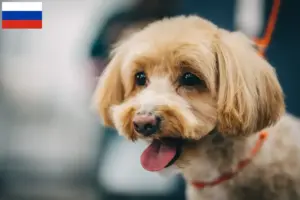 Read more about the article Maltipoo-opdrættere og hvalpe i Rusland