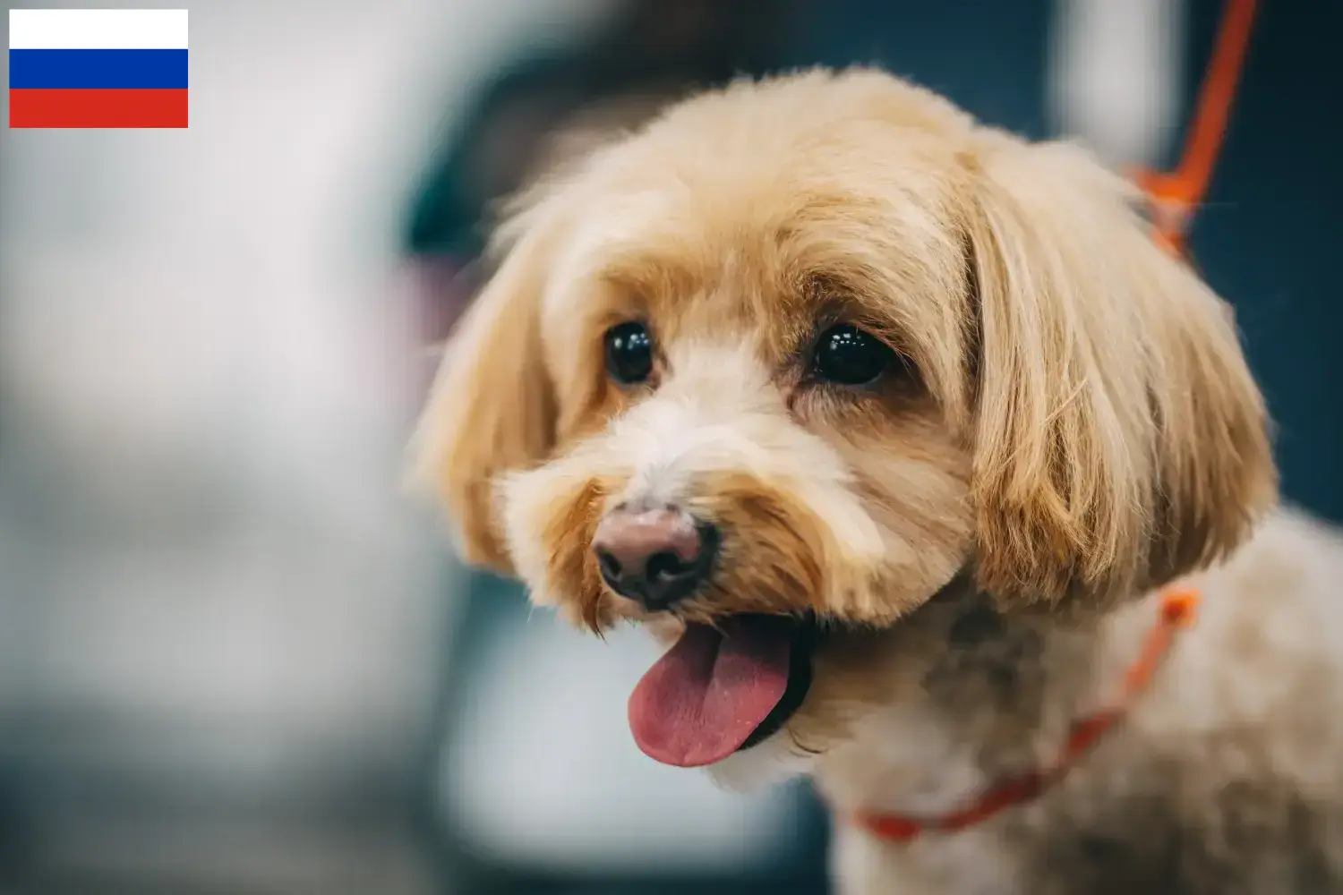 Read more about the article Maltipoo-opdrættere og hvalpe i Rusland