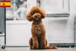 Read more about the article Maltipoo-opdrættere og hvalpe i Spanien
