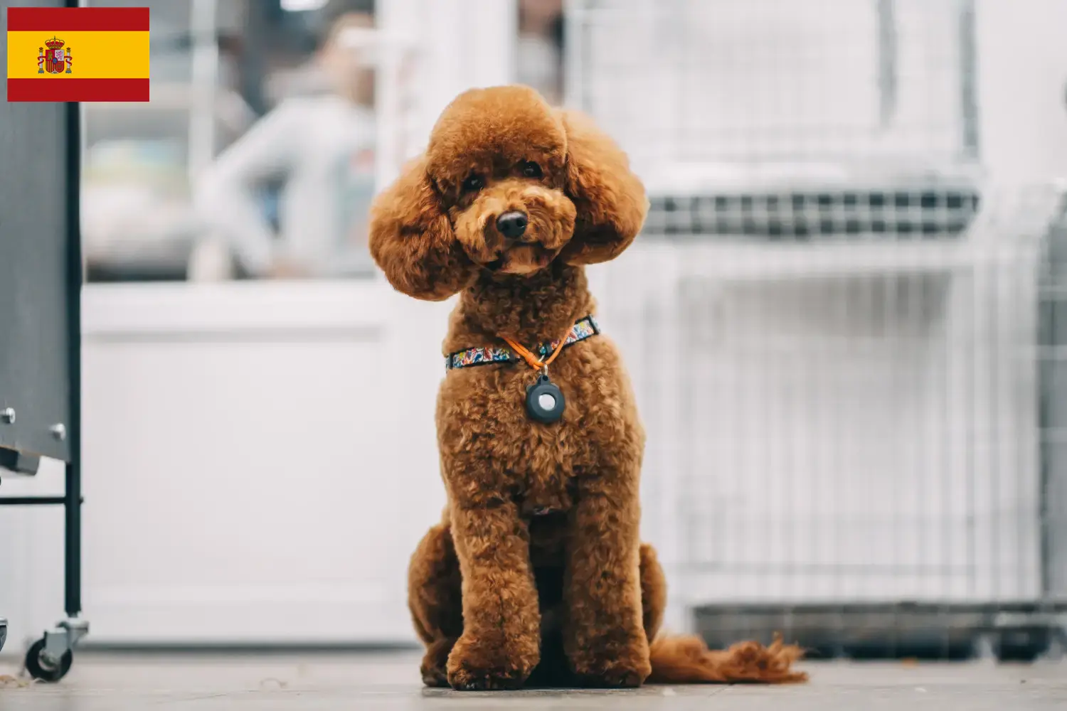Maltipoo-hvalpe og opdrættere Spanien Her kan du finde maltipoo-opdrættere i Spanien.