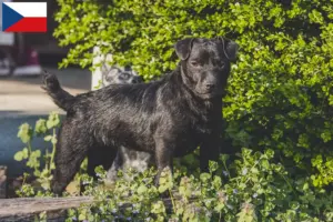 Read more about the article Patterdale Terrier opdrættere og hvalpe i Tjekkiet