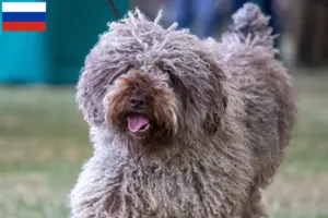 Read more about the article Perro de Agua Español opdrættere og hvalpe i Rusland