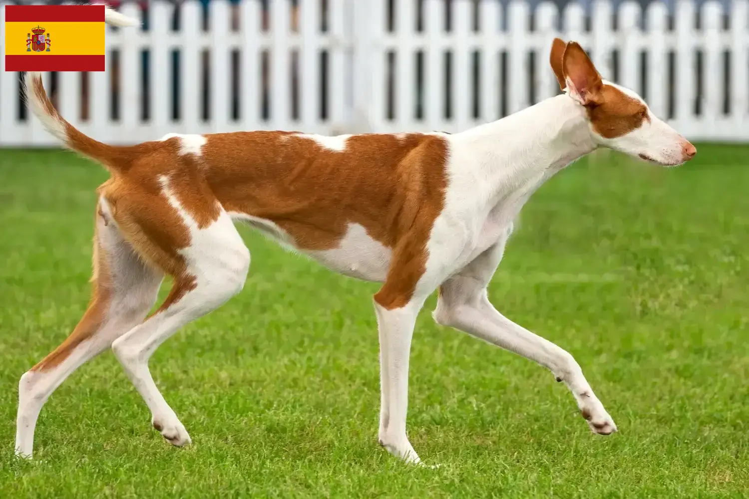 Read more about the article Podenco-opdrættere og hvalpe i Spanien