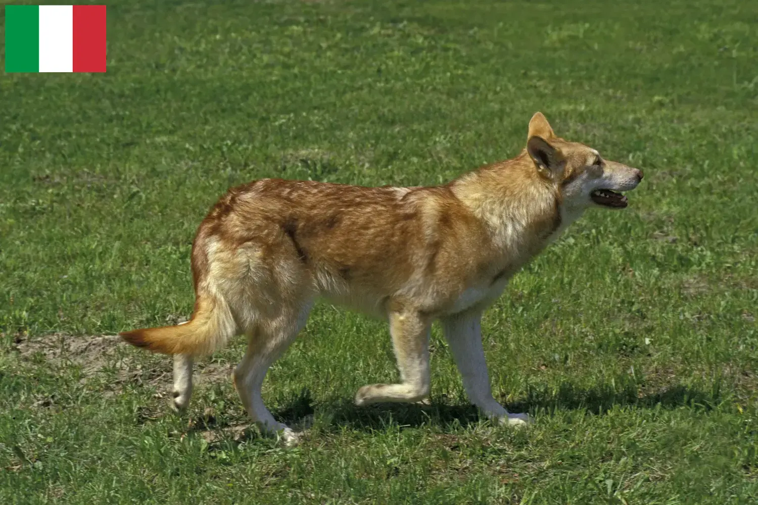Saarloos ulvehundehvalpe og opdrættere Italien Her kan du finde Saarloos Wolfdog-opdrættere i Italien.