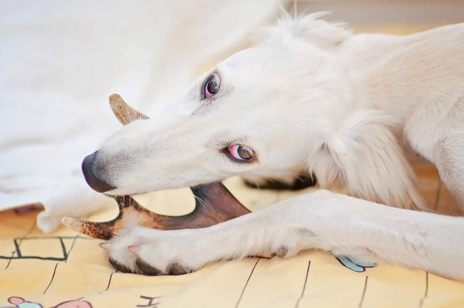 At købe en salukihvalp betyder at tage ansvar! Køb saluki-hvalpe.