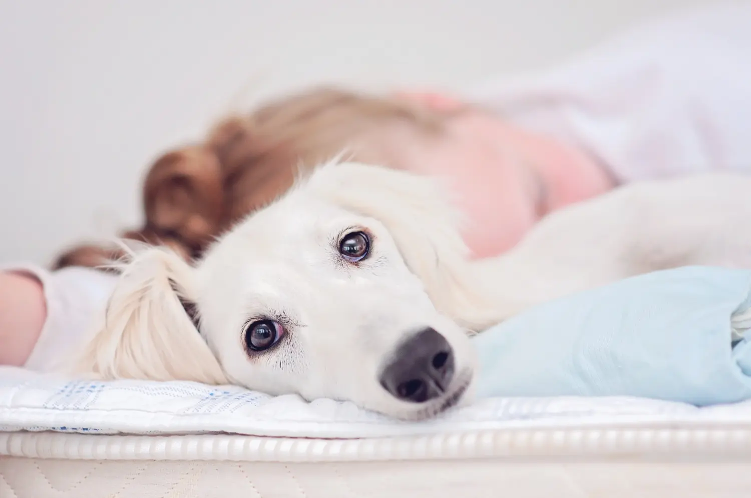 At købe en salukihvalp betyder at tage ansvar! Køb saluki-hvalpe.