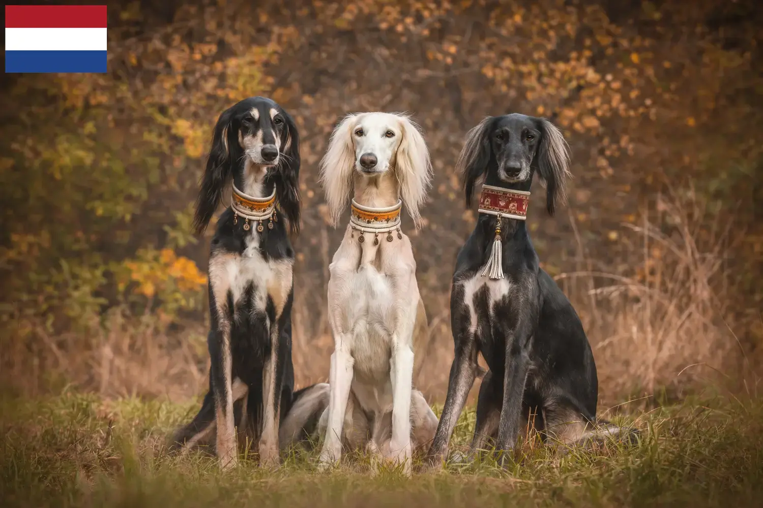Saluki hvalpe og opdrættere Holland Her kan du finde saluki-opdrættere i Holland.