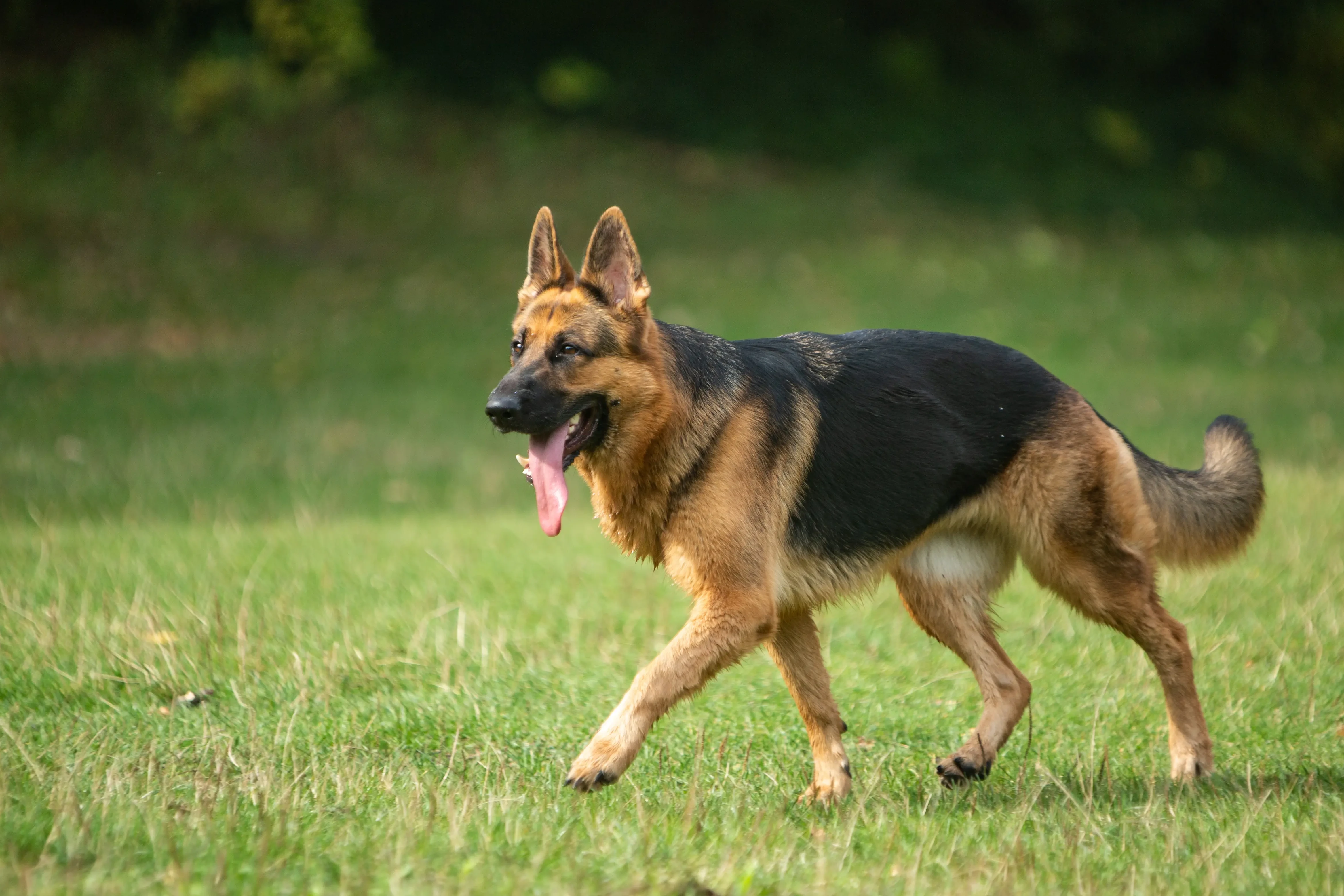 Schæferhundehvalpe og opdrættere Her kan du finde schæferhundeopdrættere i nærheden af dig.