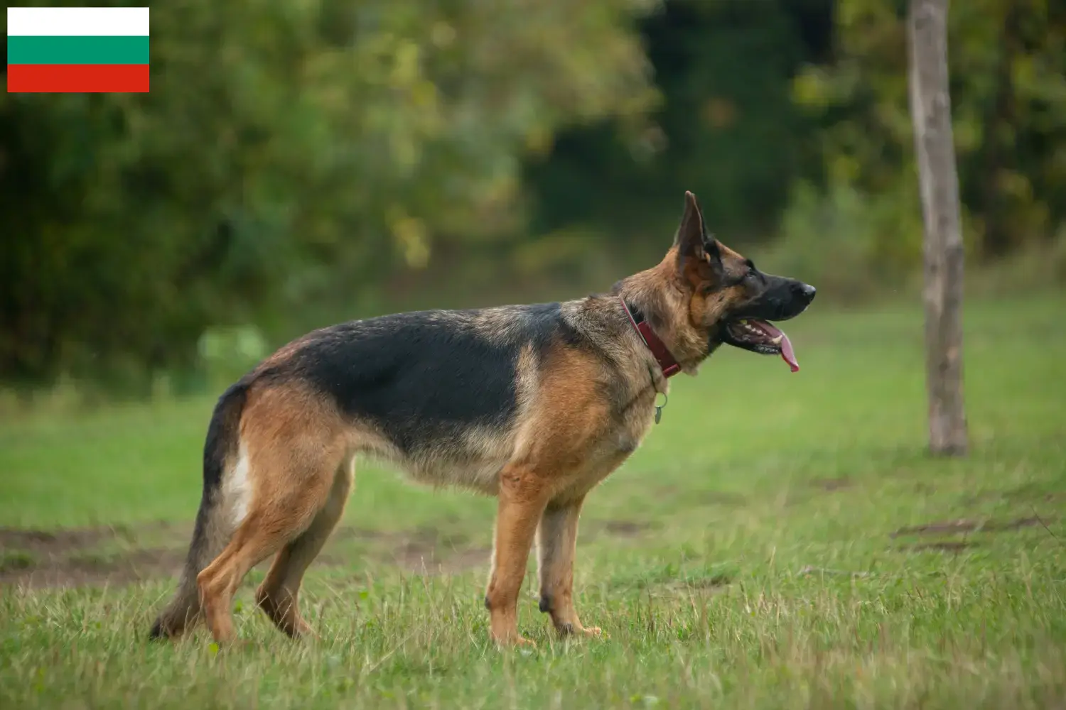 Schæferhundehvalpe og opdrættere i Bulgarien Her kan du finde schæferhundeopdrættere i Bulgarien.