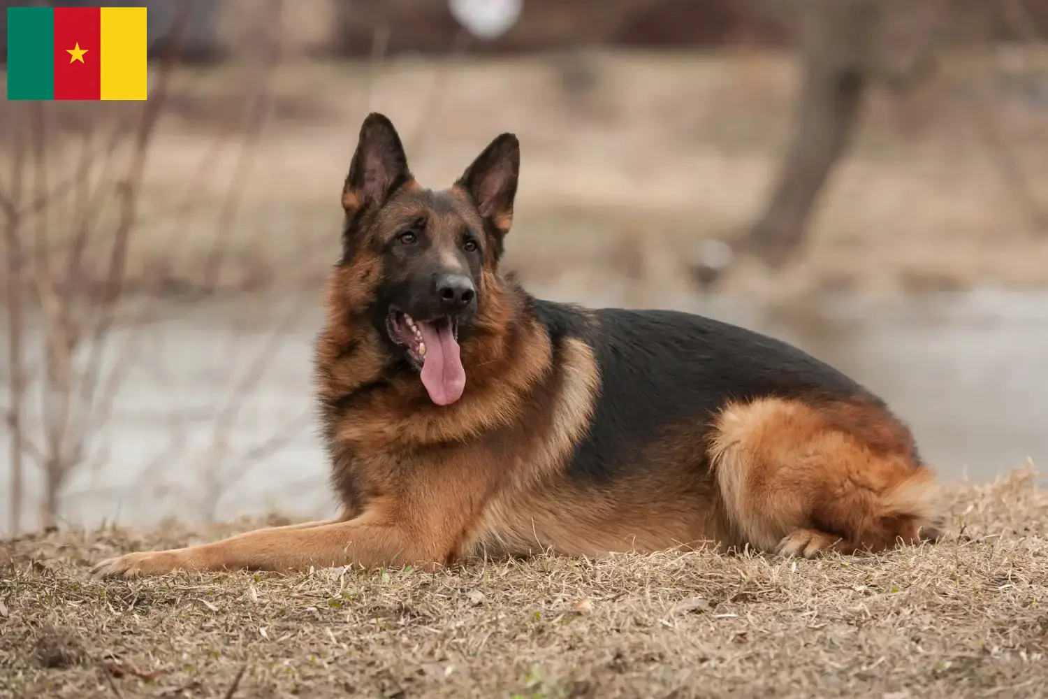 Schæferhundehvalpe og opdrættere i Cameroun Her kan du finde schæferhundeopdrættere i Cameroun.