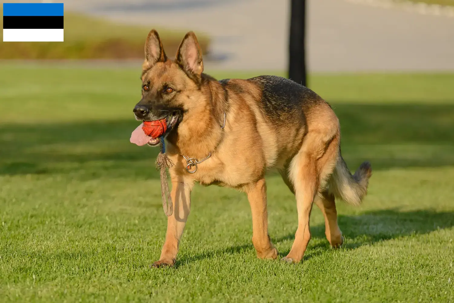 Schæferhundehvalpe og opdrætter Estland Her kan du finde schæferhundeopdrættere i Estland.