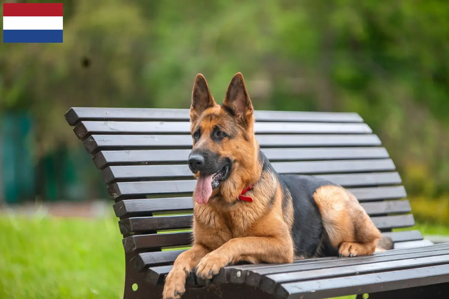 Schæferhundehvalpe og opdrættere i Holland Her kan du finde schæferhundeopdrættere i Holland.