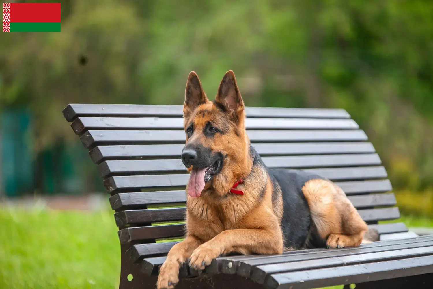 Schæferhundehvalpe og opdrættere Hviderusland Her kan du finde schæferhundeopdrættere i Hviderusland.