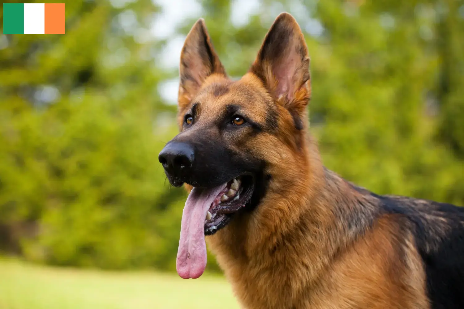 Schæferhundehvalpe og opdrættere i Irland Find schæferhundeopdrættere i Irland.