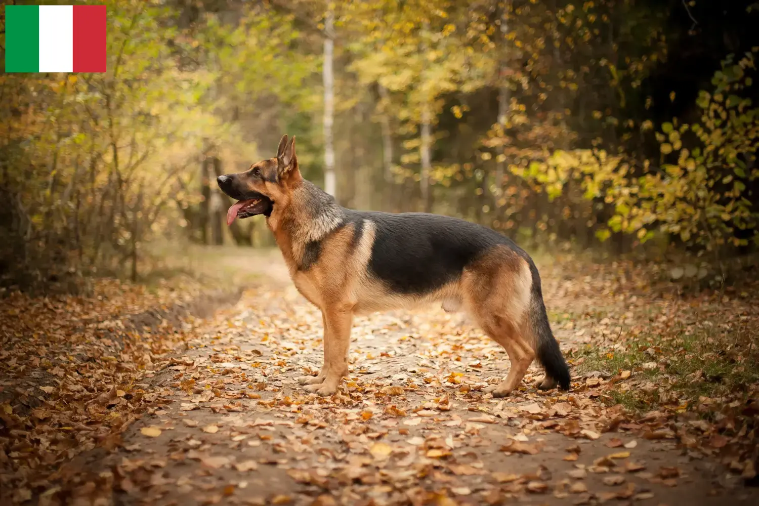 Schæferhundehvalpe og opdrættere i Italien Her kan du finde schæferhundeopdrættere i Italien.
