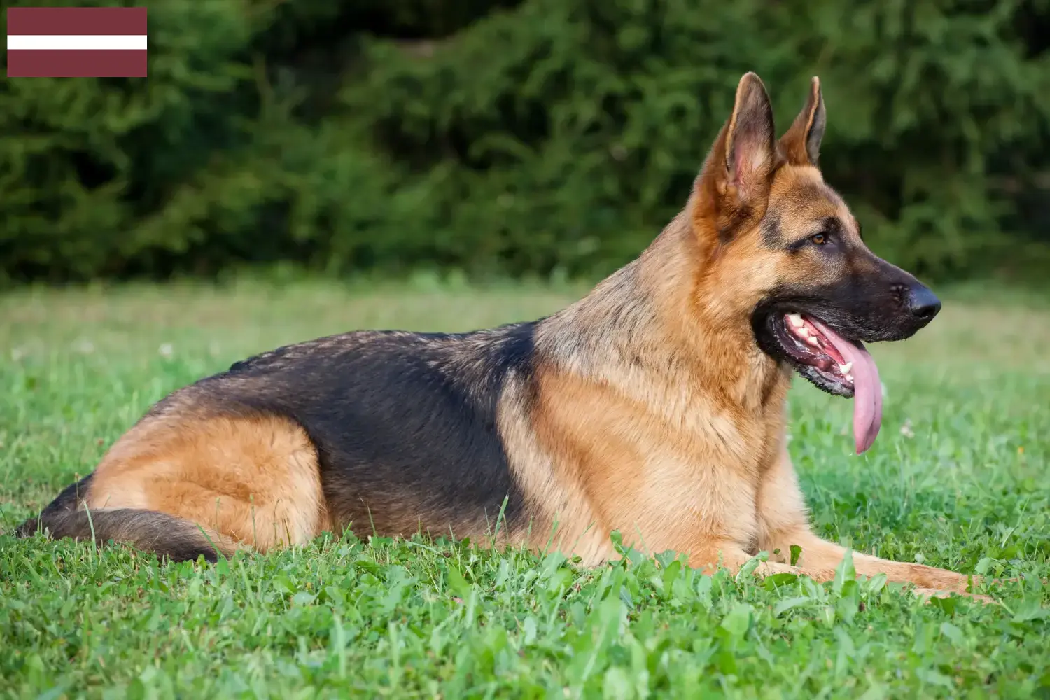 Schæferhundehvalpe og opdrættere Letland Her kan du finde schæferhundeopdrættere i Letland.