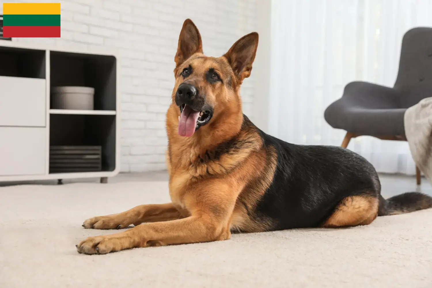 Schæferhundehvalpe og opdrætter Litauen Find schæferhundeopdrættere i Litauen.