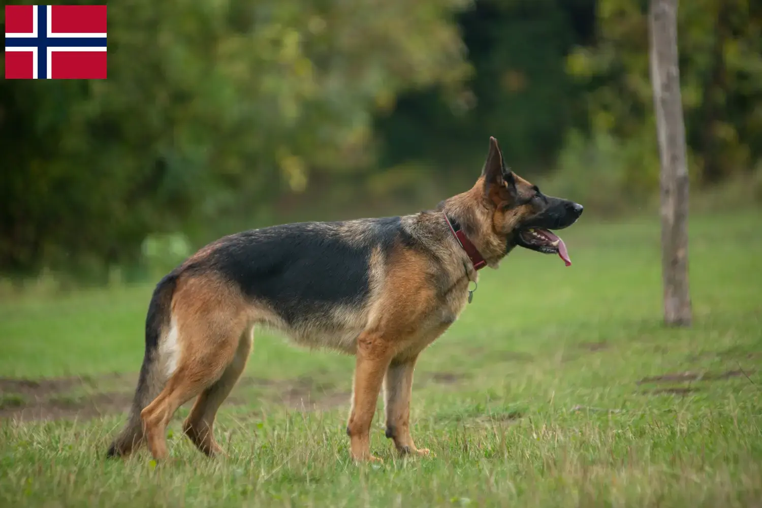 Schæferhundehvalpe og opdrættere i Norge Her kan du finde schæferhundeopdrættere i Norge.