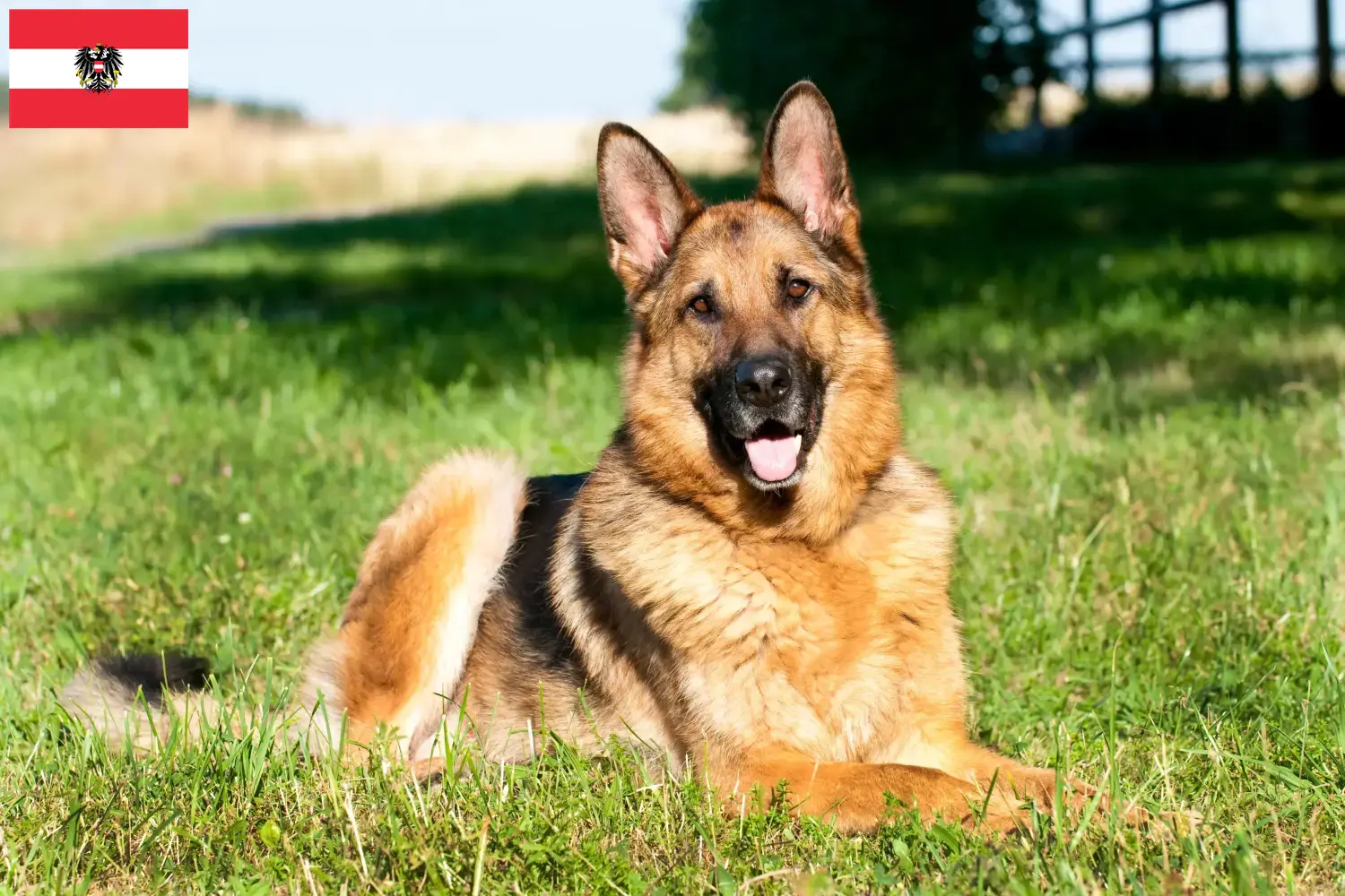 Schæferhundehvalpe og opdrættere i Østrig Her kan du finde schæferhundeopdrættere i Østrig.