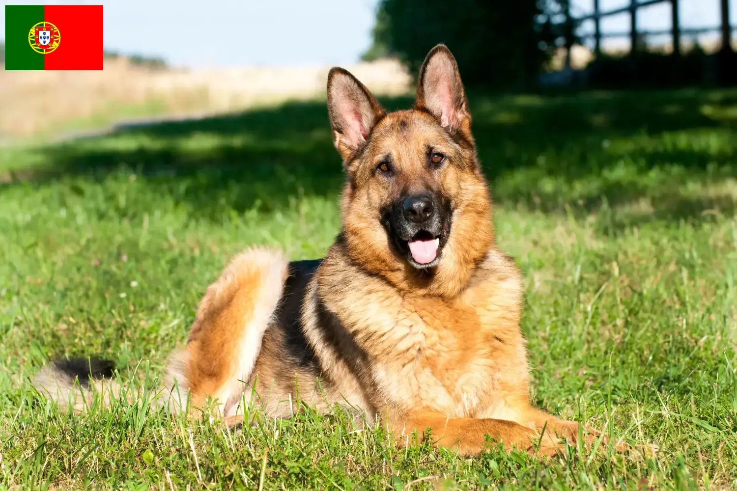 Schæferhundehvalpe og opdrættere Portugal Her kan du finde schæferhundeopdrættere i Portugal.